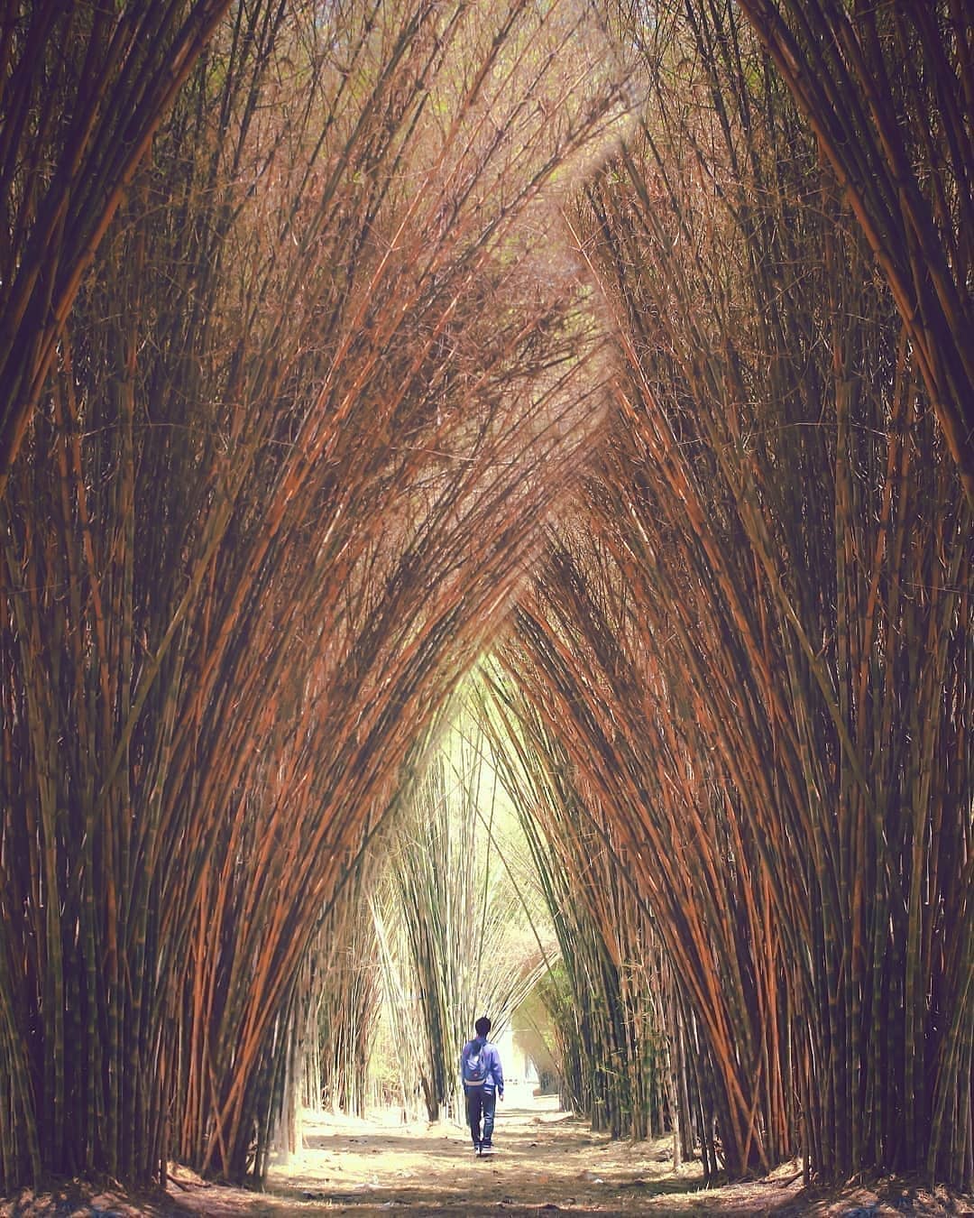 Hutan Bambu Keputih, Surabaya