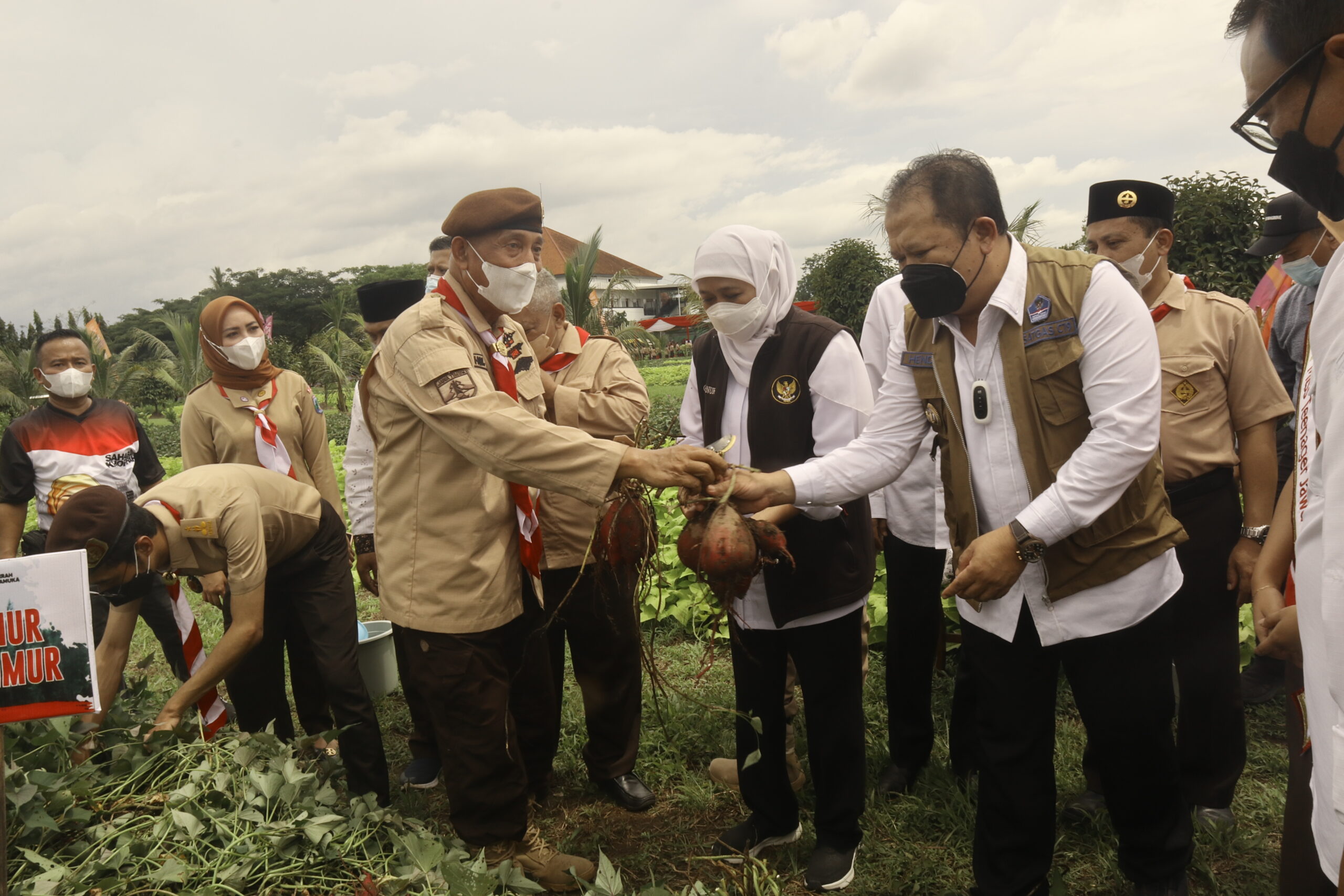 Inovasi Pertanian, Ketua Kwarda Panen Ubi Jalar bersama Kamabida Jatim