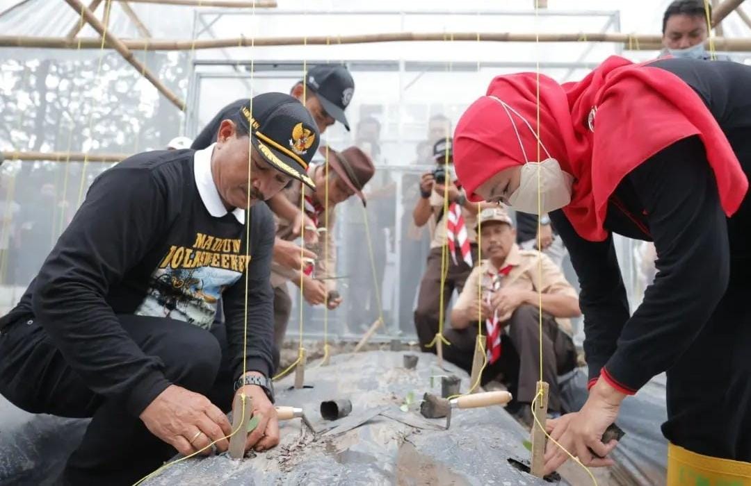 Kwarcab Kota Madiun Tanam dan Panen Raya Golden Melon Bersama Kamabida Jatim